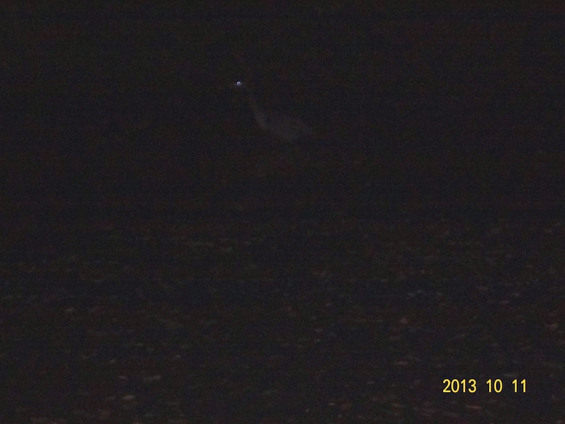 ./DSC00767 Heron at The Haunt - small.JPG